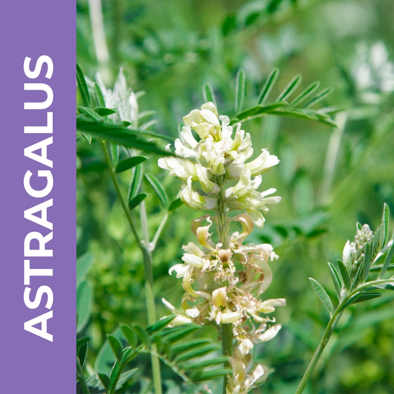 Astragalus