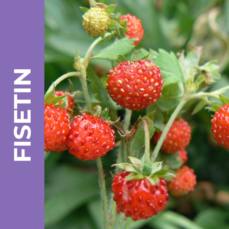 Fisetin