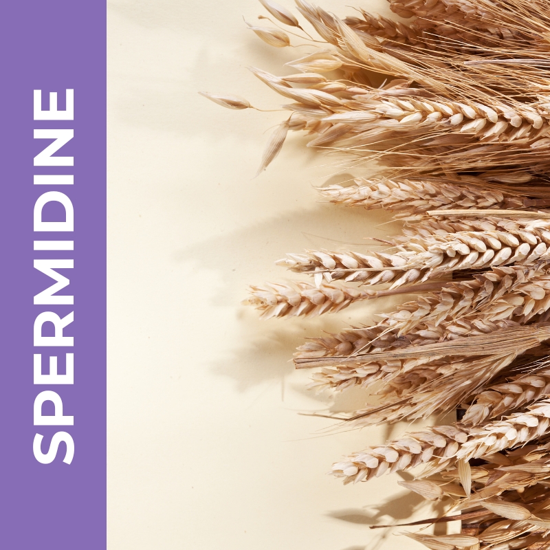 Spermidine from wheat germ